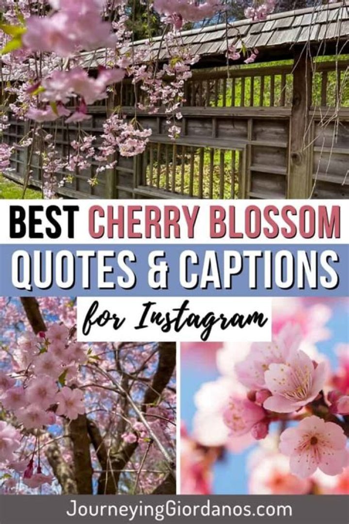21 Cherry Blossom Instagram captions for your springtime tree pics!