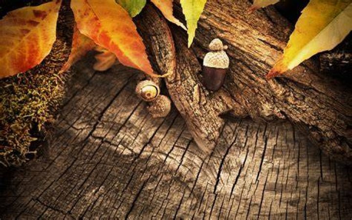 Autumn Wood Wallpapers Wallpaper Cave