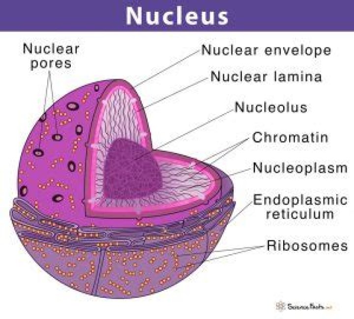 Nucleus