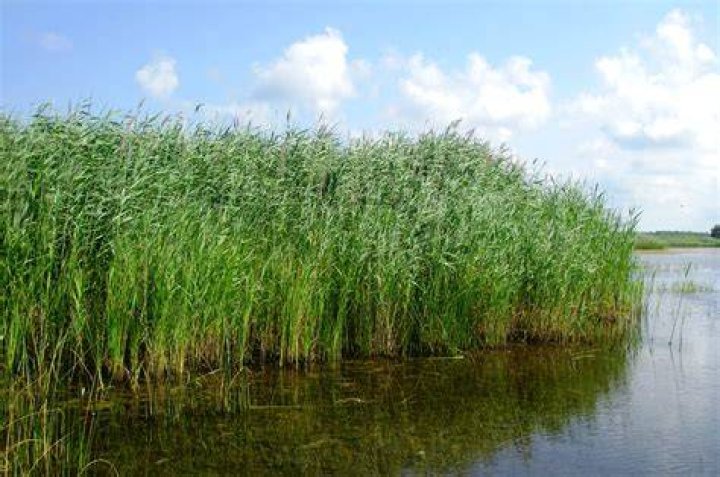 Reed "Je peux surprendre !" MotoStation