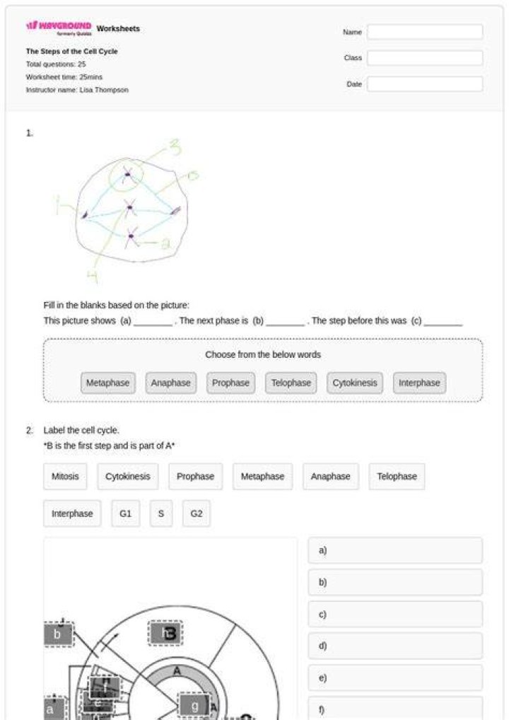 Solved THE CELL CYCLE 11. What moves the chromatids during